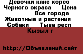 Девочки кане корсо. Черного окраса.  › Цена ­ 65 000 - Все города Животные и растения » Собаки   . Тыва респ.,Кызыл г.